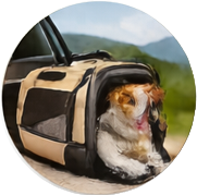 Travel